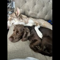 Siberian Husky - Both