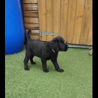 Mixed Breed - Both