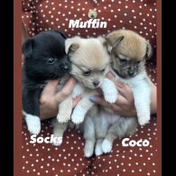 Mixed Breed - Bitches