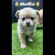 Mixed Breed - Bitches