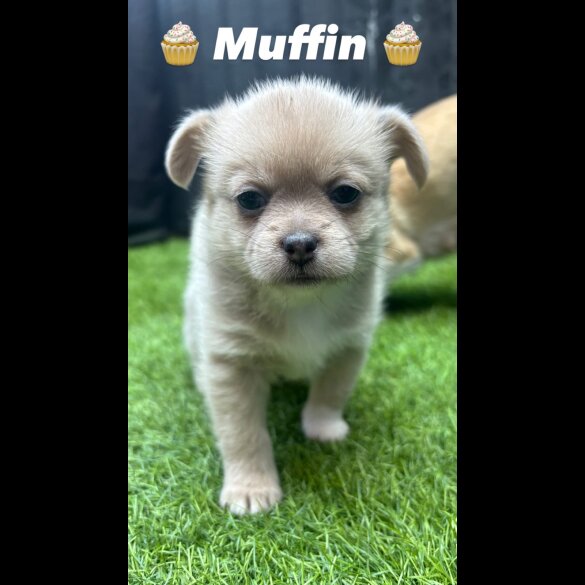 Mixed Breed - Bitches