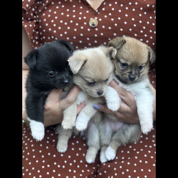 Mixed Breed - Bitches