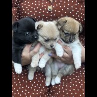 Mixed Breed - Bitches