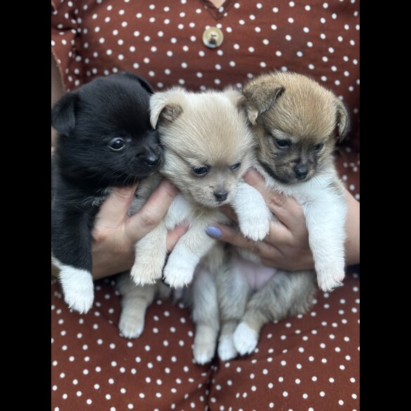 Mixed Breed - Bitches