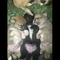 Mixed Breed - Bitches