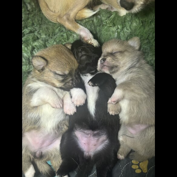 Mixed Breed - Bitches