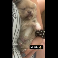 Mixed Breed - Bitches