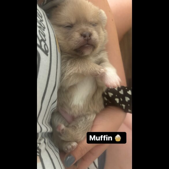 Mixed Breed - Bitches