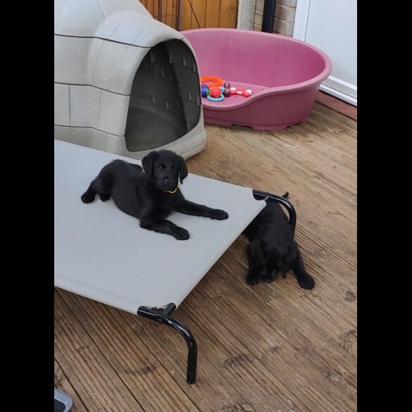 Mixed Breed - Both