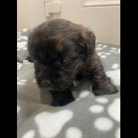 Mixed Breed - Dogs