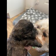 Mixed Breed - Dogs