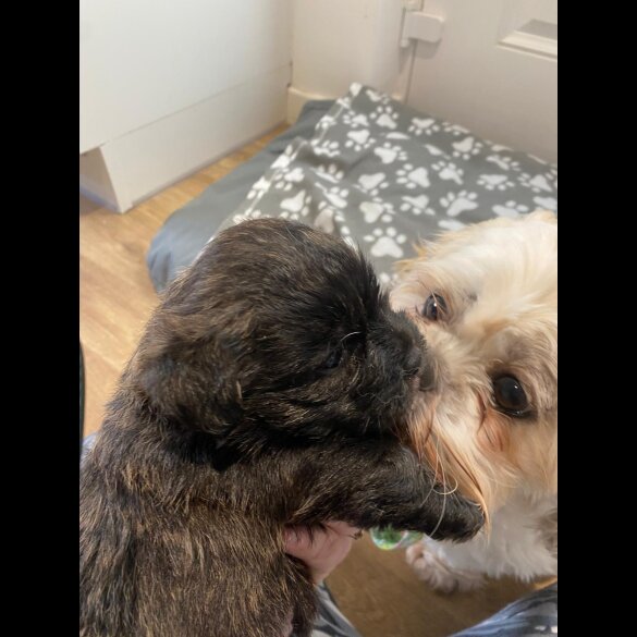 Mixed Breed - Dogs