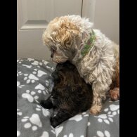 Mixed Breed - Dogs