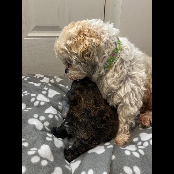 Mixed Breed - Dogs