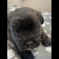 Mixed Breed - Dogs