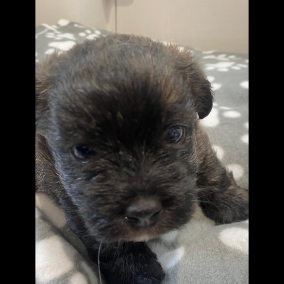 Mixed Breed - Dogs