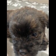 Mixed Breed - Dogs