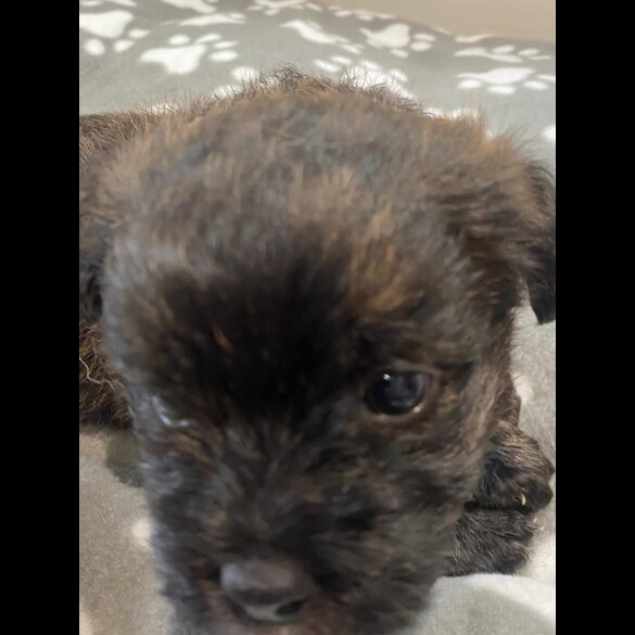 Mixed Breed - Dogs