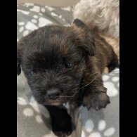 Mixed Breed - Dogs