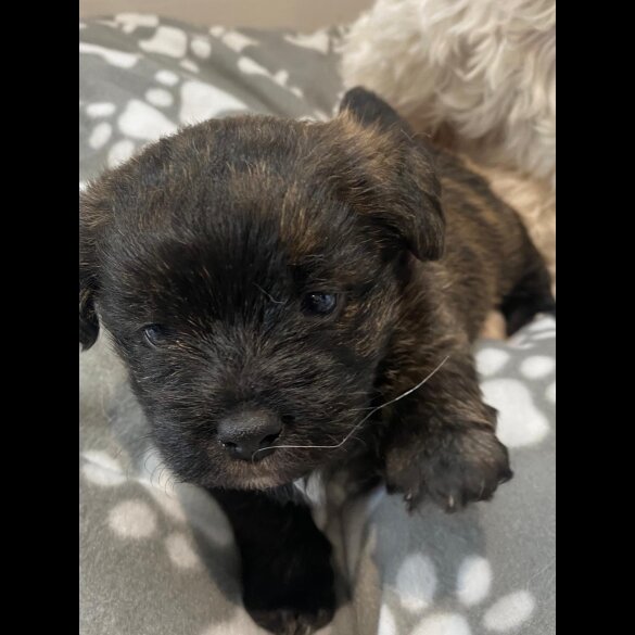 Mixed Breed - Dogs