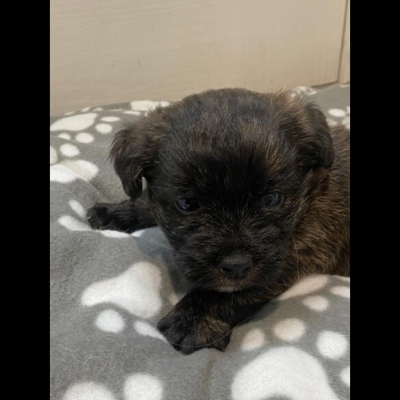 Mixed Breed - Dogs