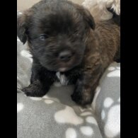 Mixed Breed - Dogs