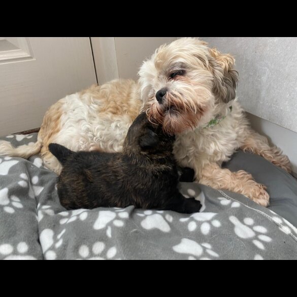 Mixed Breed - Dogs