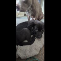 Mixed Breed - Both