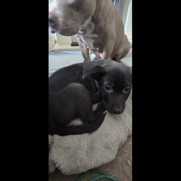 Mixed Breed - Both