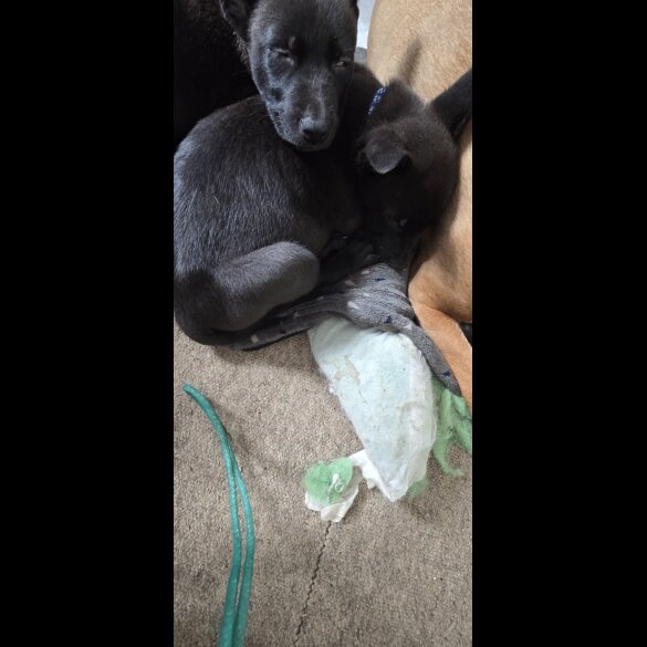 Mixed Breed - Both