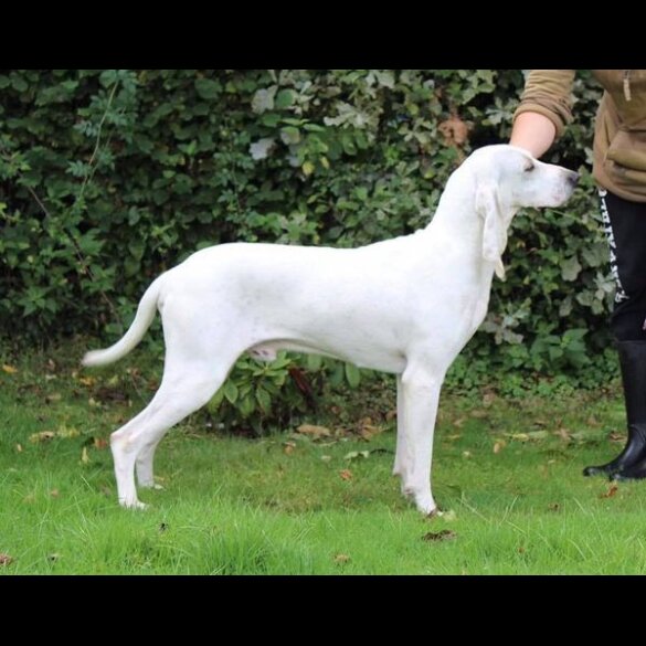 Mixed Breed - Both