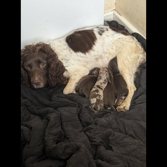Mixed Breed - Both