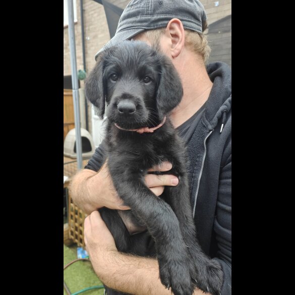 Mixed Breed - Both