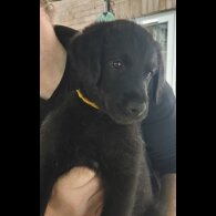 Mixed Breed - Both