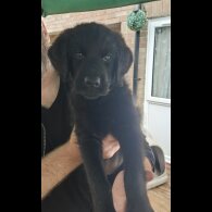 Mixed Breed - Both