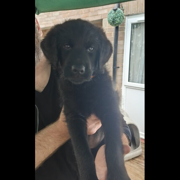 Mixed Breed - Both
