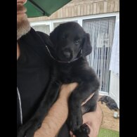 Mixed Breed - Both