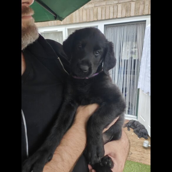 Mixed Breed - Both