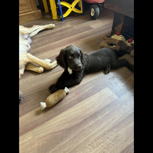 Mixed Breed - Both