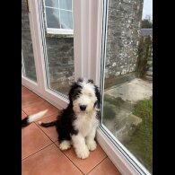 Old English Sheepdog - Both
