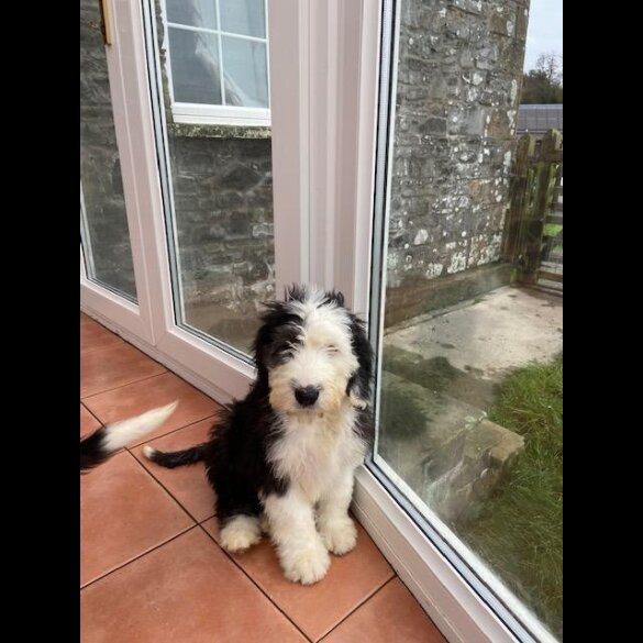 Old English Sheepdog - Both