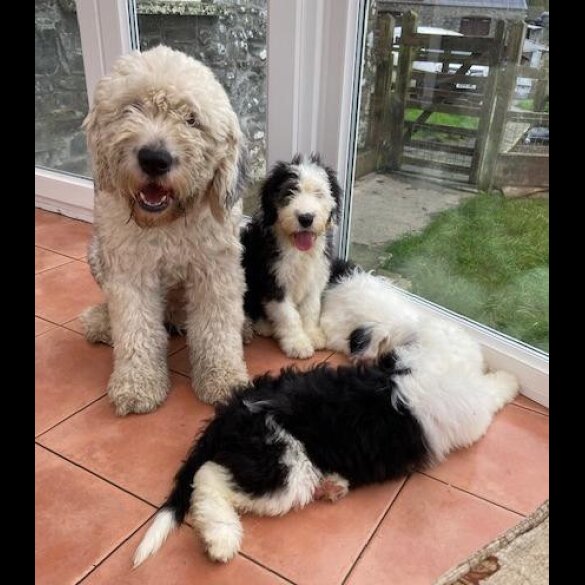Old English Sheepdog - Both