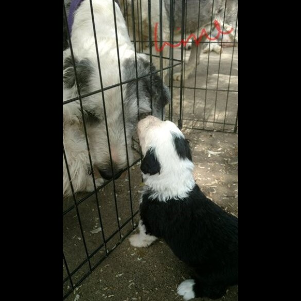 Old English Sheepdog - Both