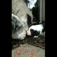 Old English Sheepdog - Both