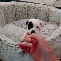 Patterdale Terrier - Both