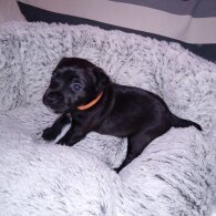 Patterdale Terrier - Both