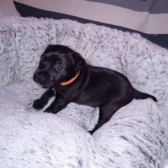 Patterdale Terrier - Both