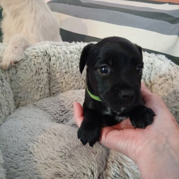 Patterdale Terrier - Both