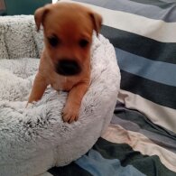 Patterdale Terrier - Both
