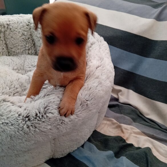 Patterdale Terrier - Both